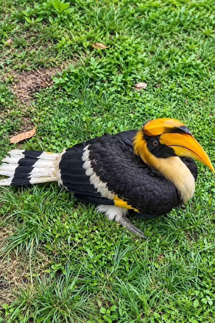 Birding